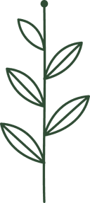 Design file: Botanical sketch